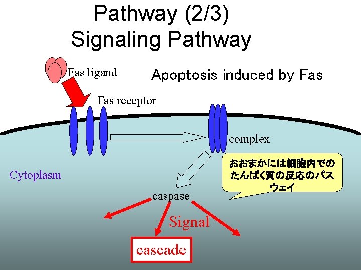 Pathway (2/3) Signaling Pathway Fas ligand Apoptosis induced by Fas receptor complex Cytoplasm caspase