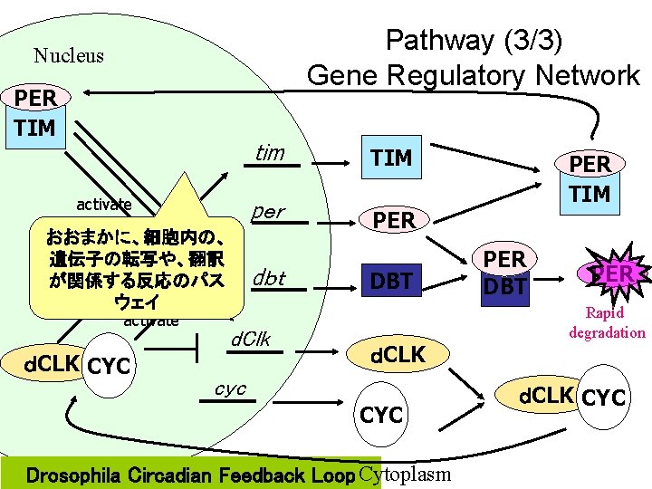 Pathway (3/3) Gene Regulatory Network Nucleus PER TIM activate おおまかに、細胞内の、 遺伝子の転写や、翻訳 activate が関係する反応のパス ウェイ