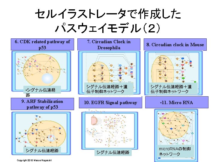 セルイラストレータで作成した パスウェイモデル（２） 6. CDK related pathway of p 53 • シグナル伝達経 路 9. ARF