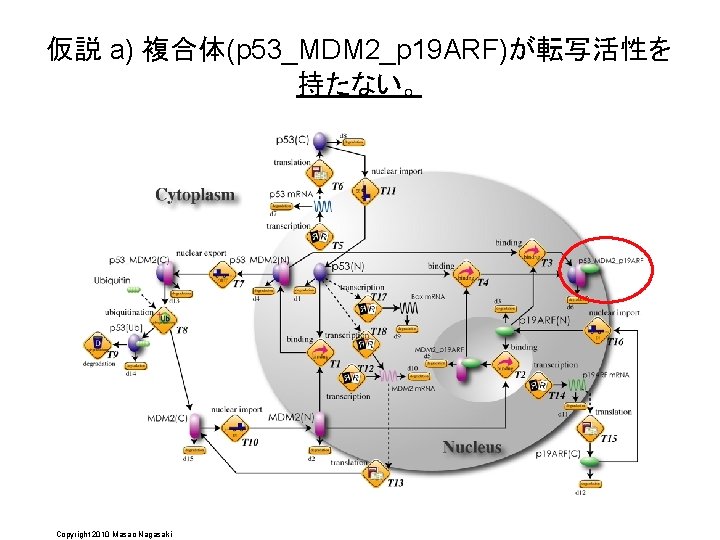 仮説 a) 複合体(p 53_MDM 2_p 19 ARF)が転写活性を 持たない。 Copyright 2010 Masao Nagasaki 