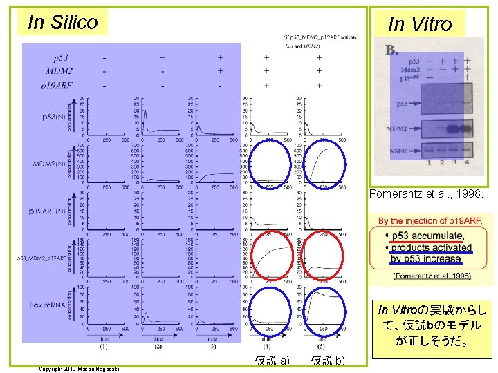 In Silico In Vitro Pomerantz et al. , 1998. In Vitroの実験からし て、仮説bのモデル が正しそうだ。 Copyright