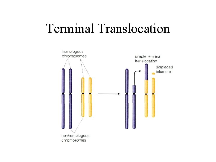 Terminal Translocation 