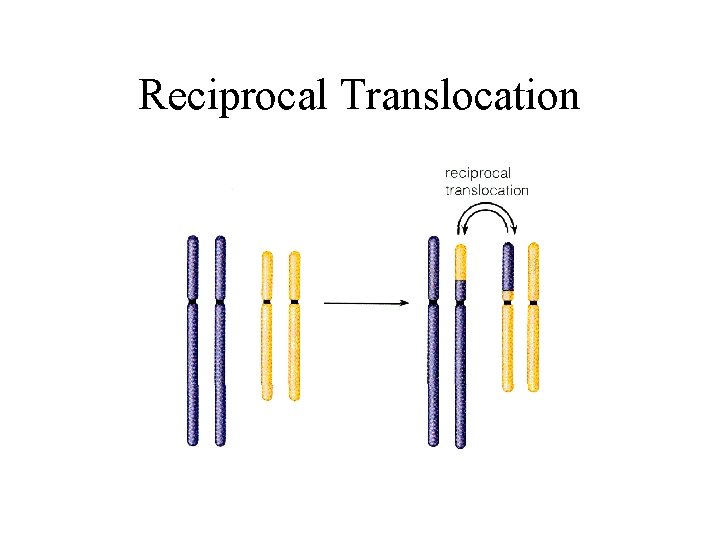 Reciprocal Translocation 