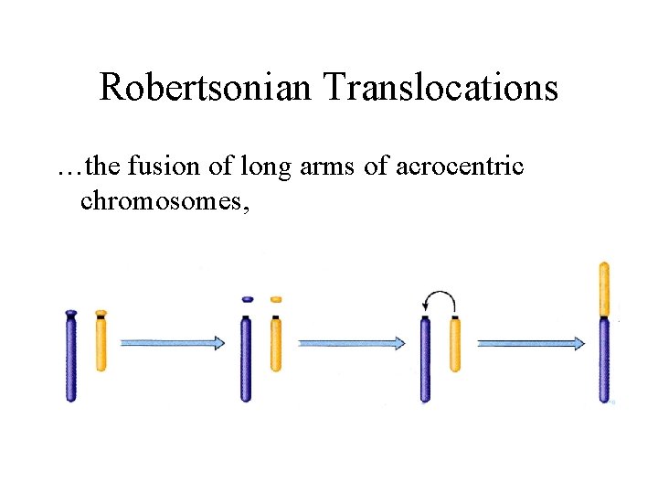 Robertsonian Translocations …the fusion of long arms of acrocentric chromosomes, 