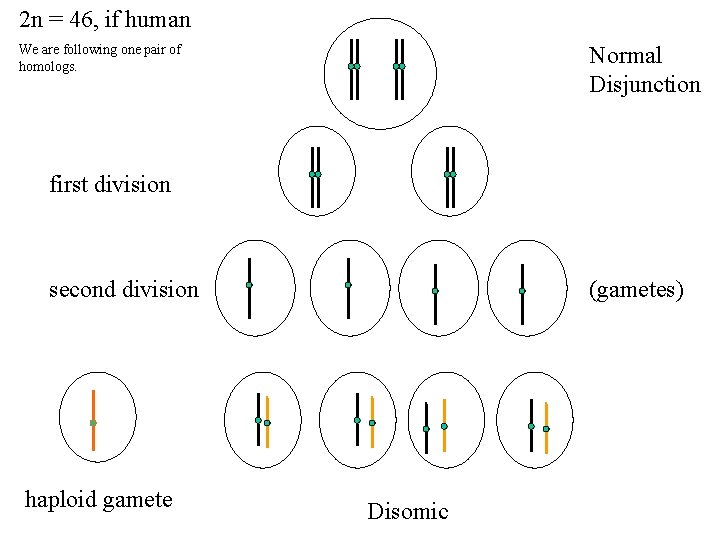 2 n = 46, if human Normal Disjunction We are following one pair of