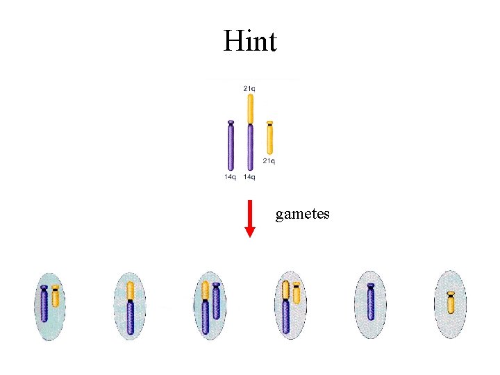 Hint gametes 