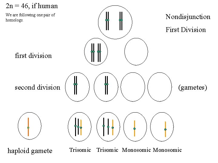 2 n = 46, if human We are following one pair of homologs. Nondisjunction