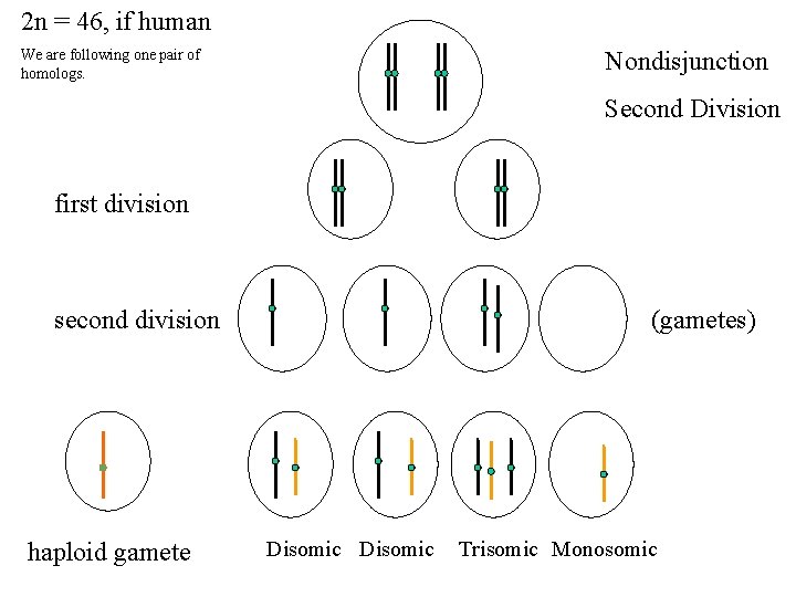 2 n = 46, if human Nondisjunction We are following one pair of homologs.