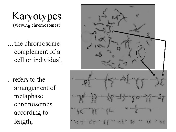 Karyotypes (viewing chromosomes) …the chromosome complement of a cell or individual, . . refers