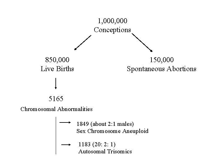 1, 000 Conceptions 850, 000 Live Births 150, 000 Spontaneous Abortions 5165 Chromosomal Abnormalities