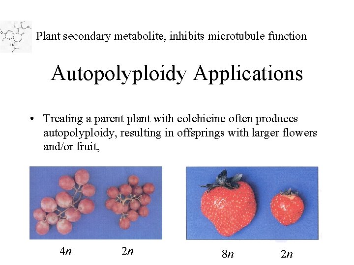Plant secondary metabolite, inhibits microtubule function Autopolyploidy Applications • Treating a parent plant with