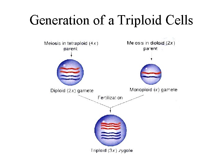 Generation of a Triploid Cells 