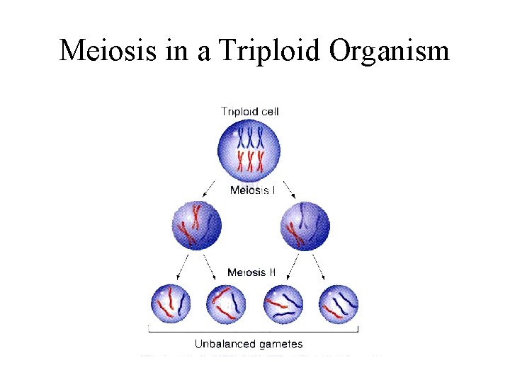 Meiosis in a Triploid Organism 