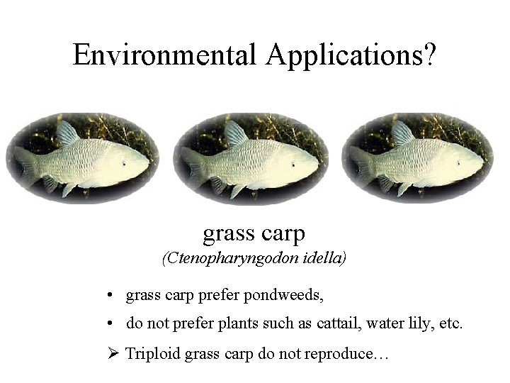 Environmental Applications? grass carp (Ctenopharyngodon idella) • grass carp prefer pondweeds, • do not