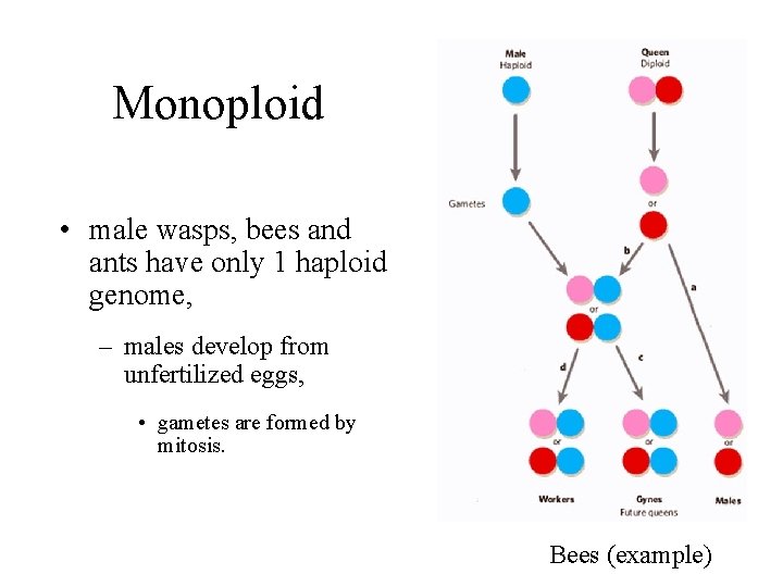 Monoploid • male wasps, bees and ants have only 1 haploid genome, – males