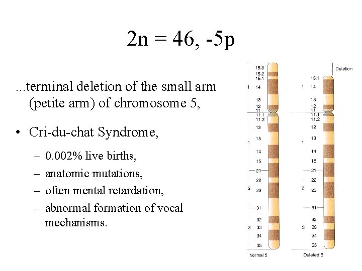 2 n = 46, -5 p. . . terminal deletion of the small arm