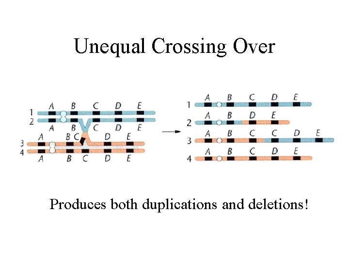 Unequal Crossing Over Produces both duplications and deletions! 