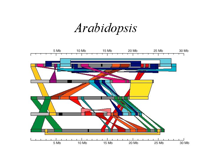 Arabidopsis 