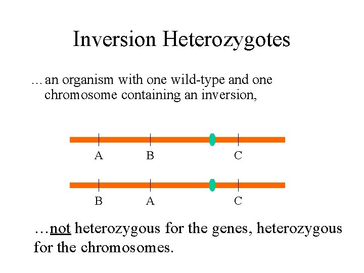 Inversion Heterozygotes …an organism with one wild-type and one chromosome containing an inversion, A