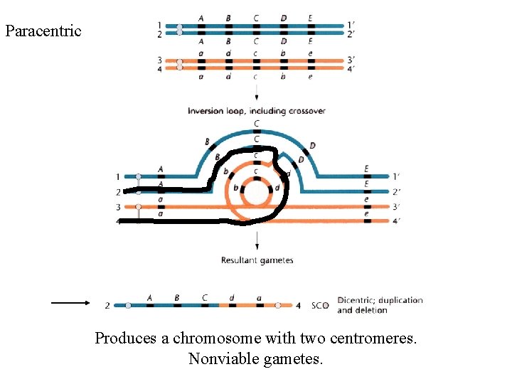 Paracentric Produces a chromosome with two centromeres. Nonviable gametes. 