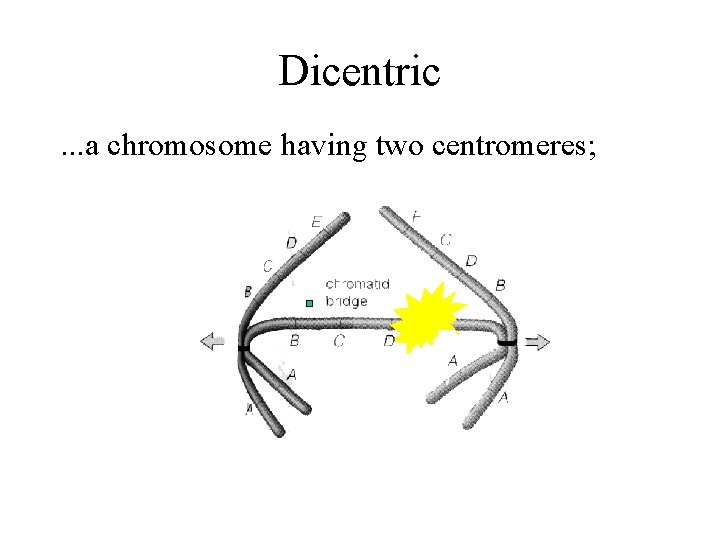 Dicentric. . . a chromosome having two centromeres; 