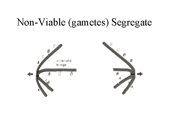 Non-Viable (gametes) Segregate 