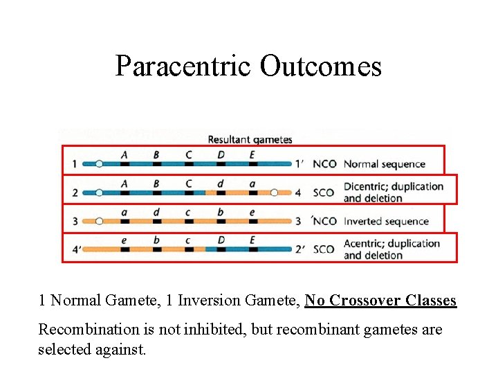 Paracentric Outcomes 1 Normal Gamete, 1 Inversion Gamete, No Crossover Classes Recombination is not