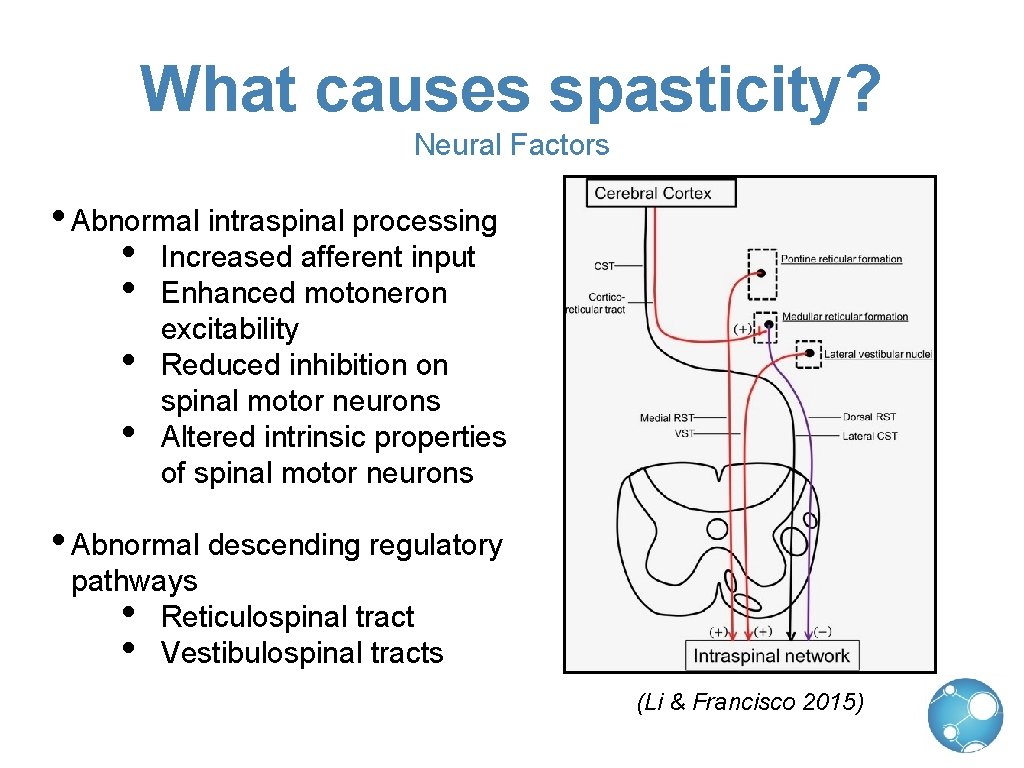 What causes spasticity? Neural Factors • Abnormal intraspinal processing • Increased afferent input •