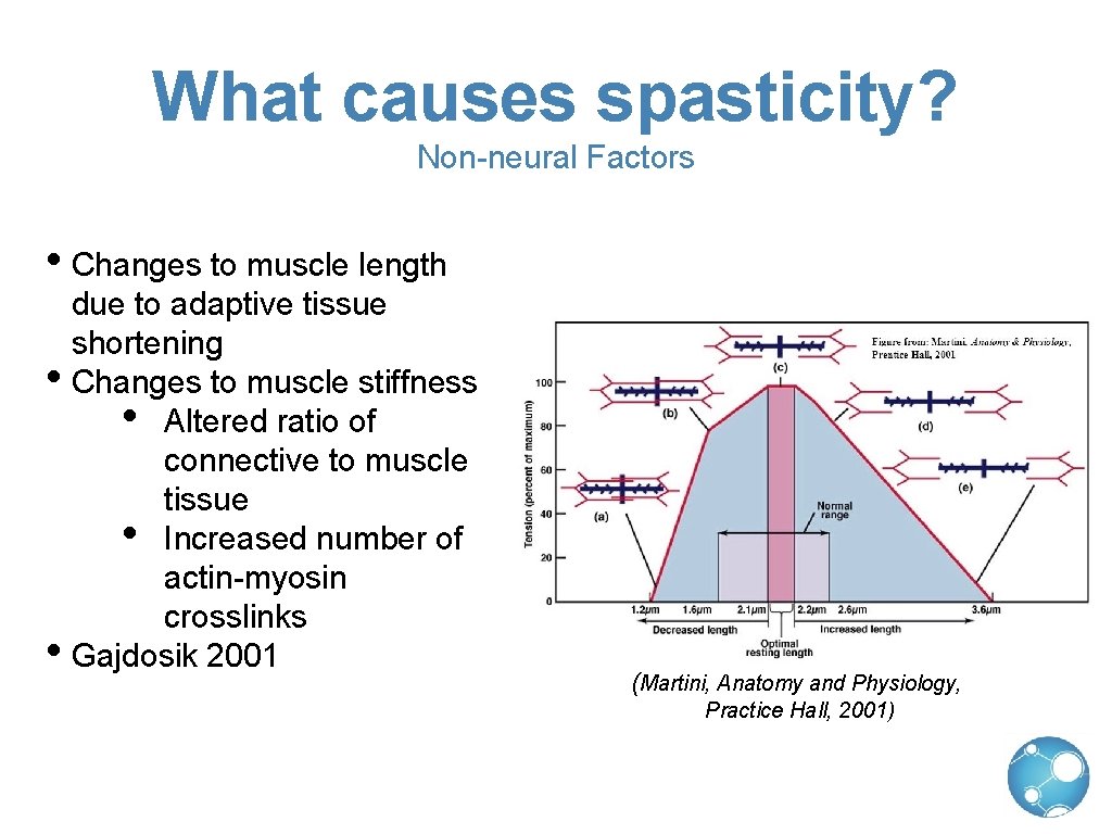 What causes spasticity? Non-neural Factors • Changes to muscle length due to adaptive tissue