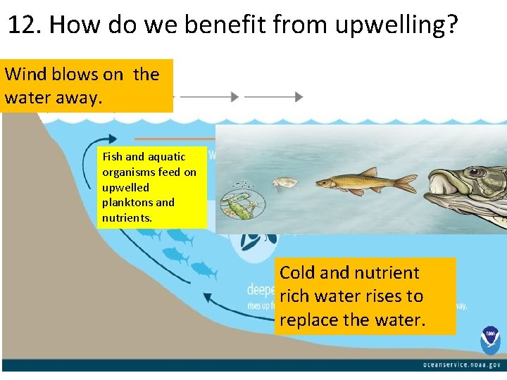 12. How do we benefit from upwelling? Wind blows on the water away. Fish
