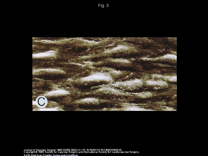 Fig. 3 Journal of Vascular Surgery 1995 22382 -392 DOI: (10. 1016/S 0741 -5214(95)70005