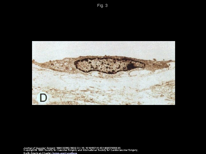 Fig. 3 Journal of Vascular Surgery 1995 22382 -392 DOI: (10. 1016/S 0741 -5214(95)70005