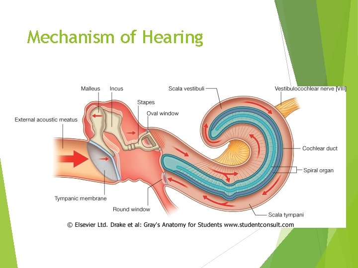 Mechanism of Hearing 