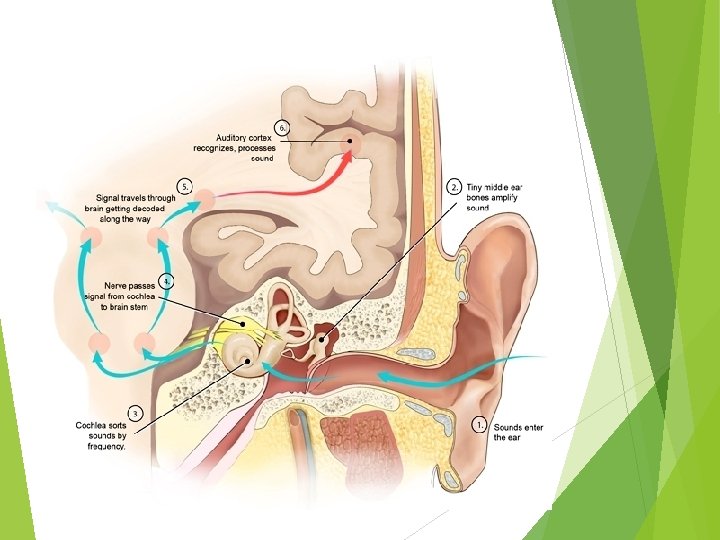 Mechanism of Hearing 