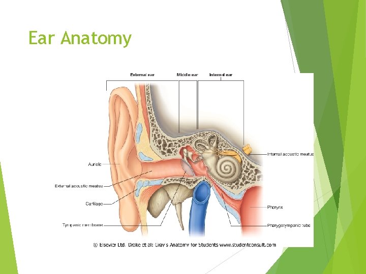 Ear Anatomy 