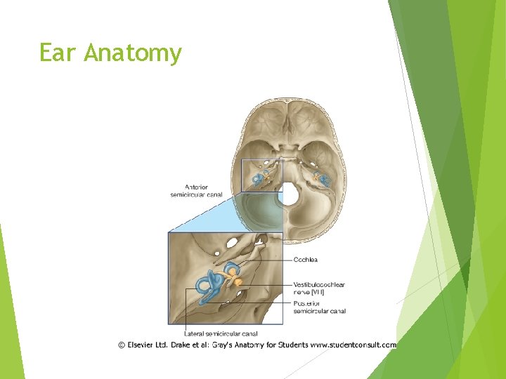 Ear Anatomy 