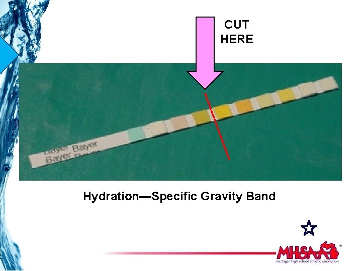 CUT HERE Hydration—Specific Gravity Band 