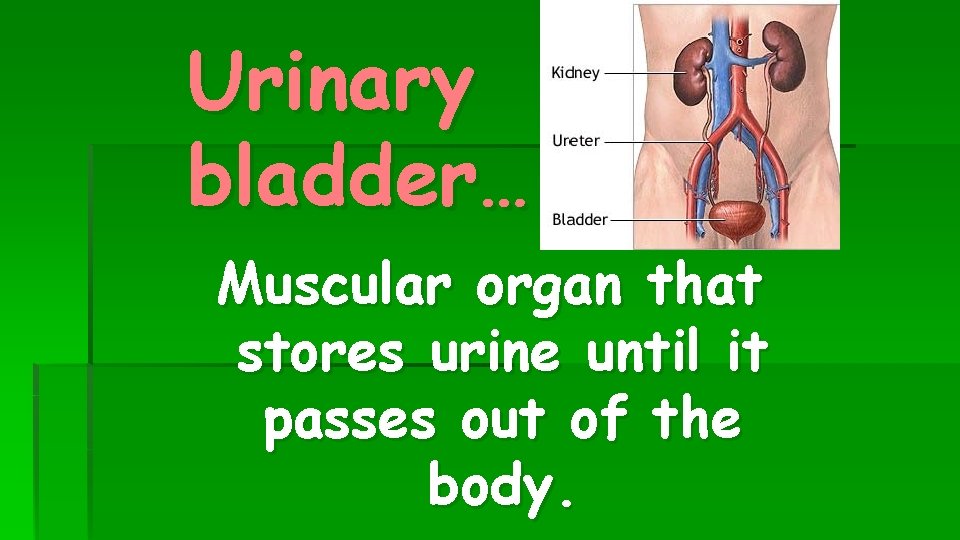 Urinary bladder… Muscular organ that stores urine until it passes out of the body.