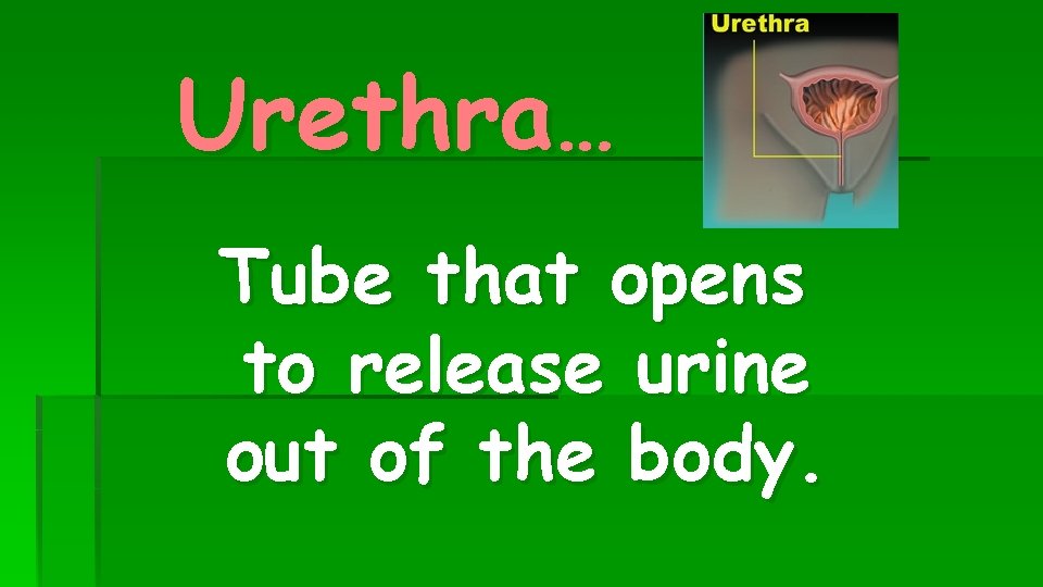 Urethra… Tube that opens to release urine out of the body. 