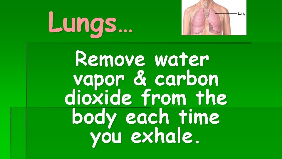 Lungs… Remove water vapor & carbon dioxide from the body each time you exhale.