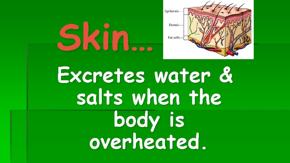Skin… Excretes water & salts when the body is overheated. 