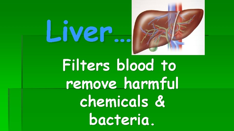 Liver… Filters blood to remove harmful chemicals & bacteria. 