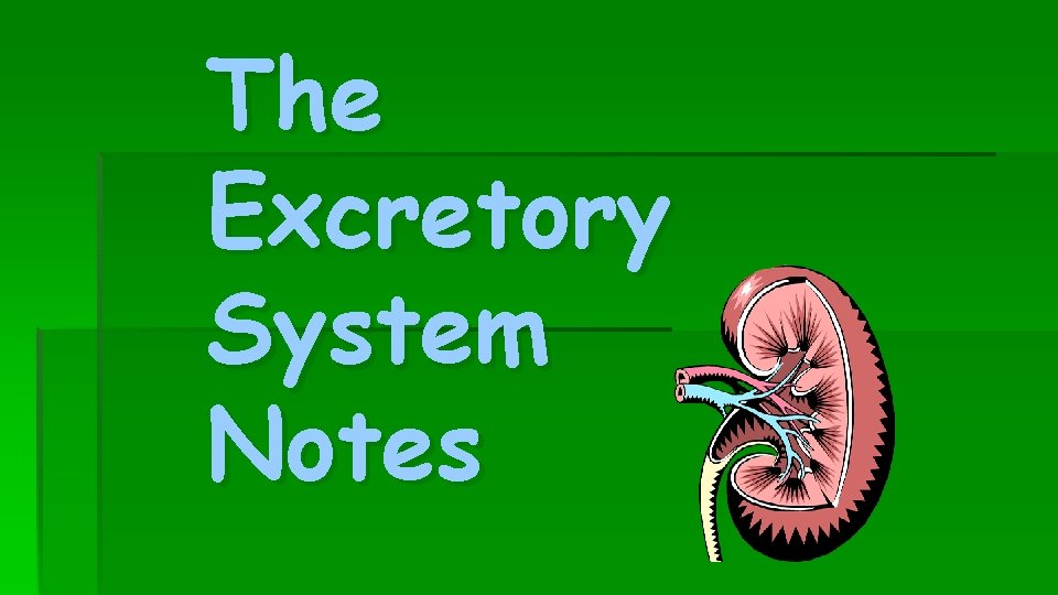 The Excretory System Notes 