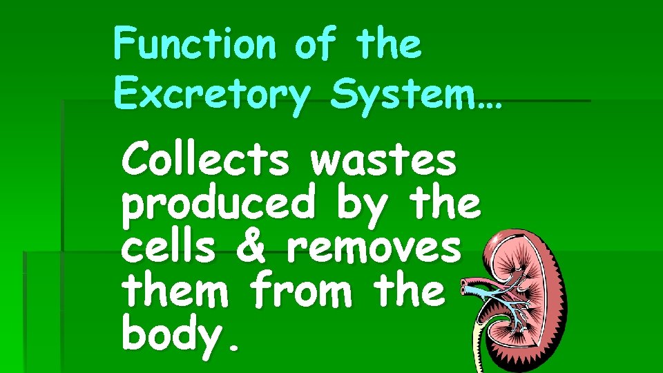 Function of the Excretory System… Collects wastes produced by the cells & removes them