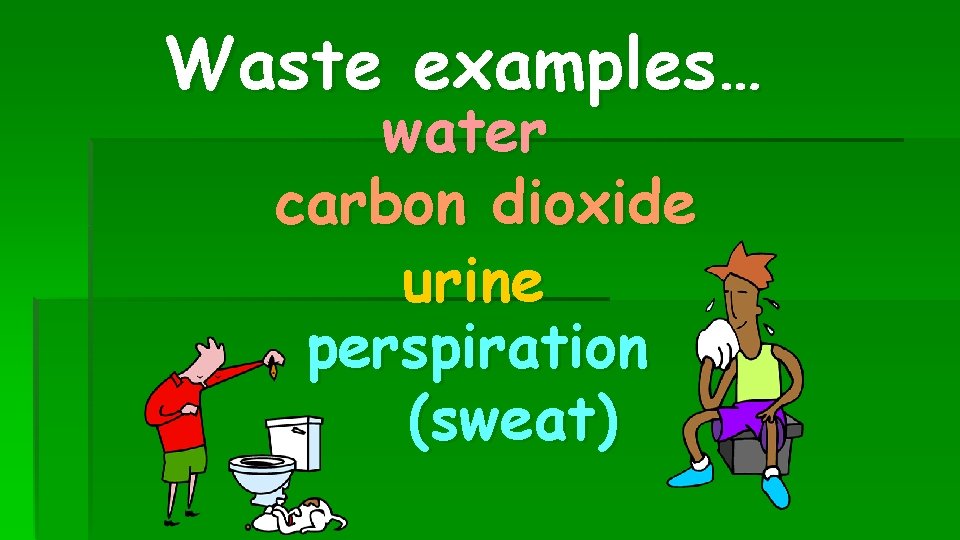 Waste examples… water carbon dioxide urine perspiration (sweat) 