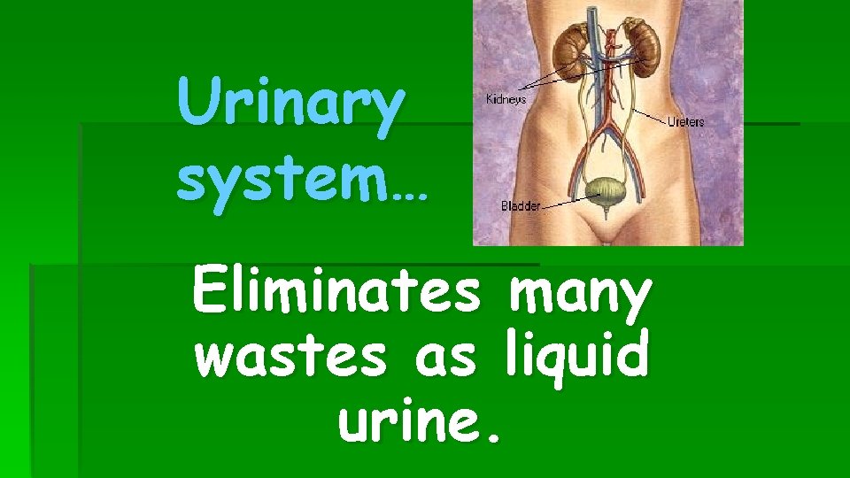 Urinary system… Eliminates many wastes as liquid urine. 