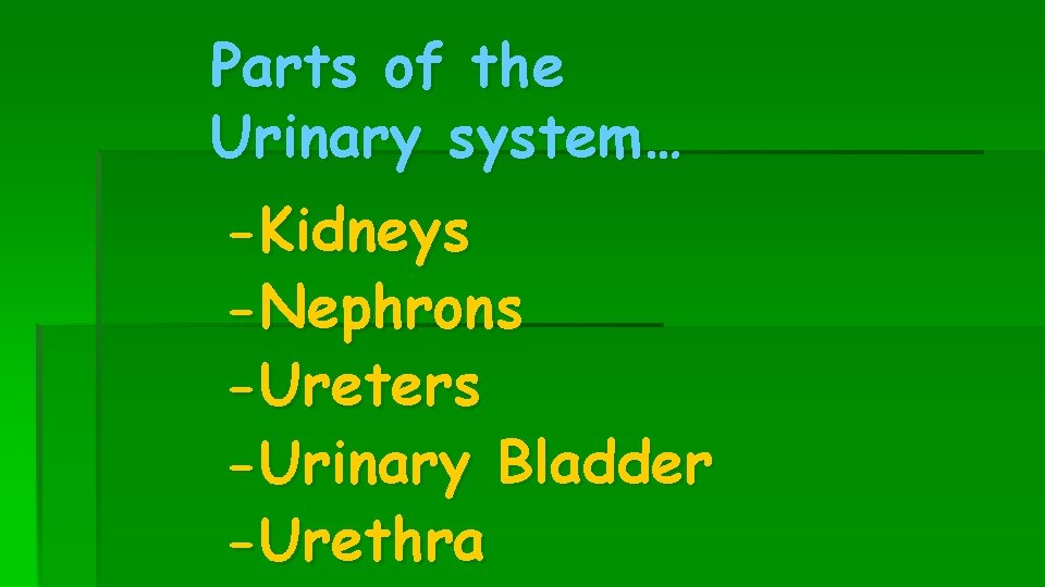 Parts of the Urinary system… -Kidneys -Nephrons -Ureters -Urinary Bladder -Urethra 