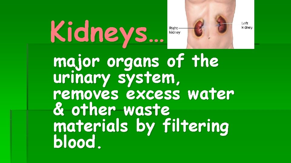 Kidneys… major organs of the urinary system, removes excess water & other waste materials