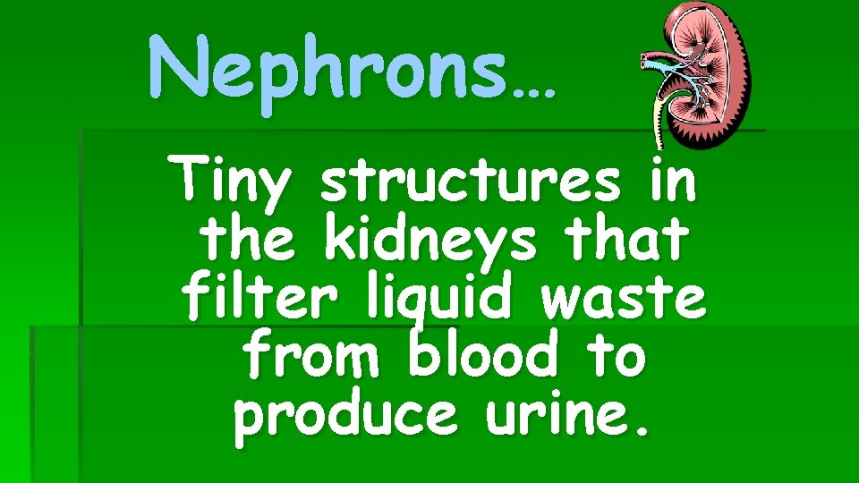 Nephrons… Tiny structures in the kidneys that filter liquid waste from blood to produce