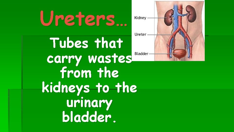 Ureters… Tubes that carry wastes from the kidneys to the urinary bladder. 